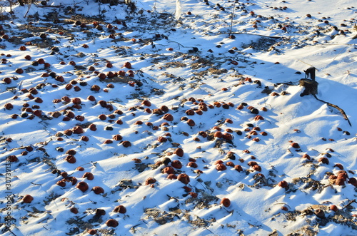 Rotten apples as discarded garbage lie on the snow in the city along the road. The concept of ecology and environmental pollution