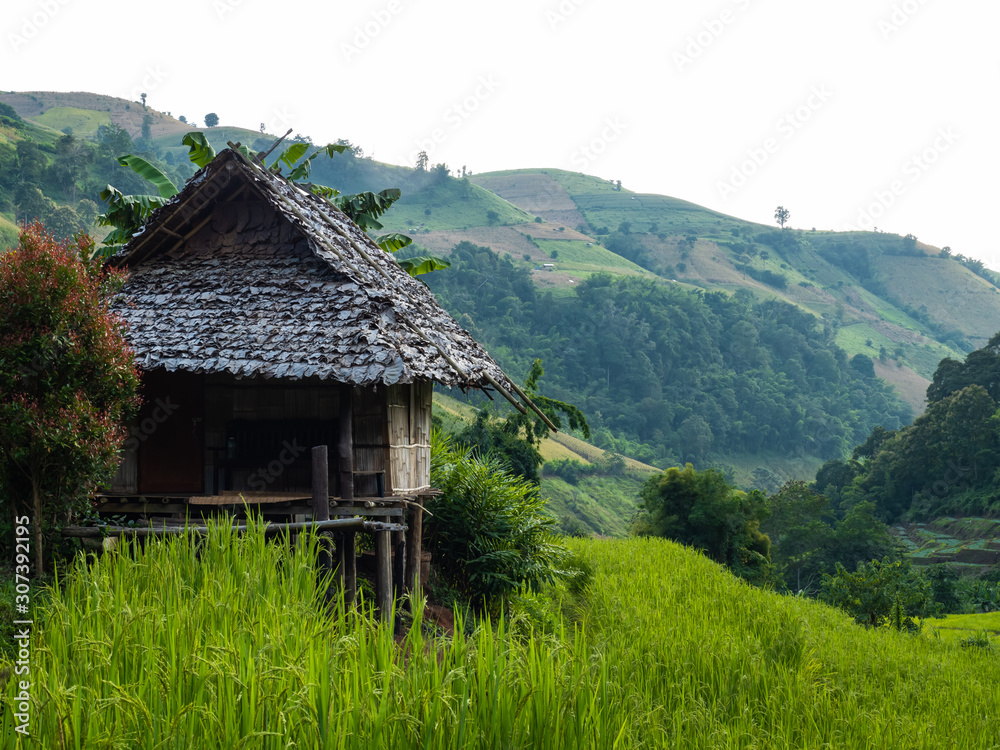 A hut in the morning rice field