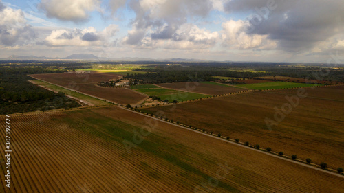 vineyards in the East of the island of Mallorca Spain