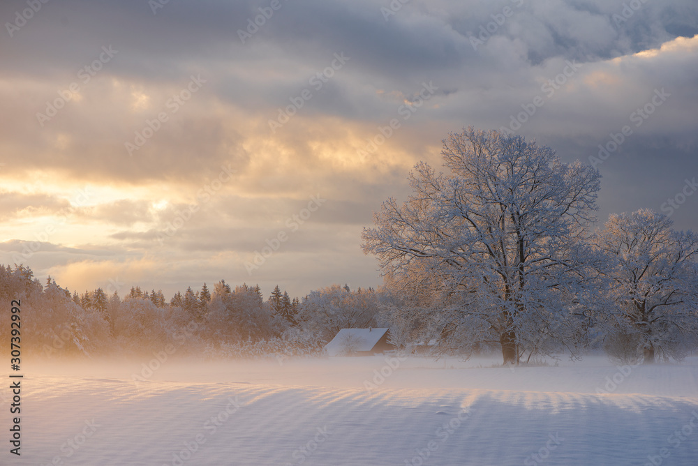 Winter landscape. Snowy trees on white meadow in morning sunlight. Misty winter morning. Scenic frosty nature in Krimulda,Latvia Winter landscape. Snowy trees on white meadow in morning sunlight. Misty winter morning. Scenic frosty nature in Krimulda,Latvia