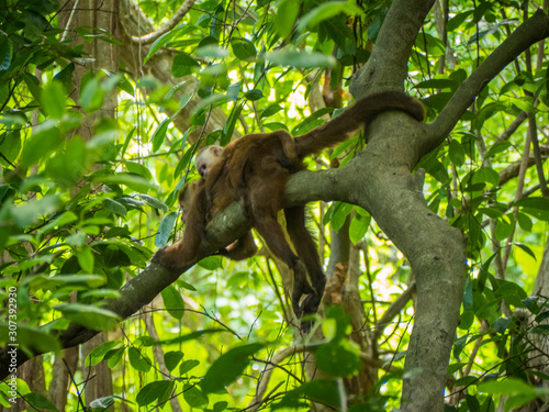 Monkey and baby monkey in a branch in Tyrona park in Colombia