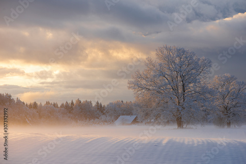Winter landscape. Snowy trees on white meadow in morning sunlight. Misty winter morning. Scenic frosty nature in Krimulda,Latvia © Zelma
