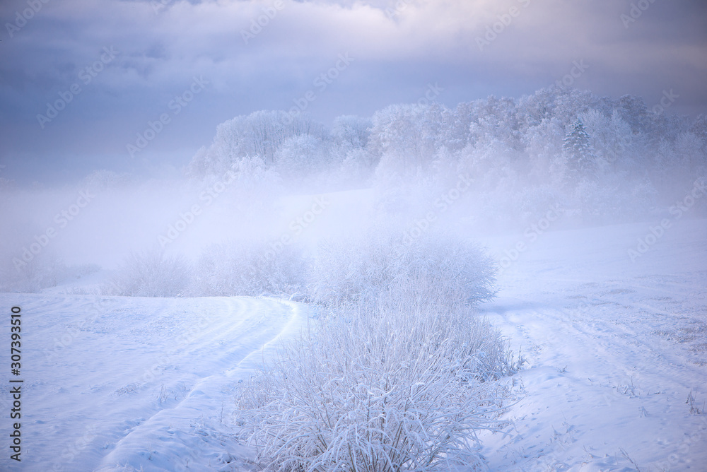 Winter landscape. Snowy trees on white meadow in morning sunlight. Misty winter morning. Scenic frosty nature in Krimulda,Latvia Winter landscape. Snowy trees on white meadow in morning sunlight. Misty winter morning. Scenic frosty nature in Krimulda,Latvia