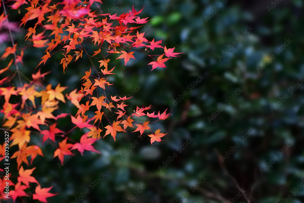 Japanese colorful red maple on leaves green background, selective focus Japanese colorful red maple on leaves green background, selective focus