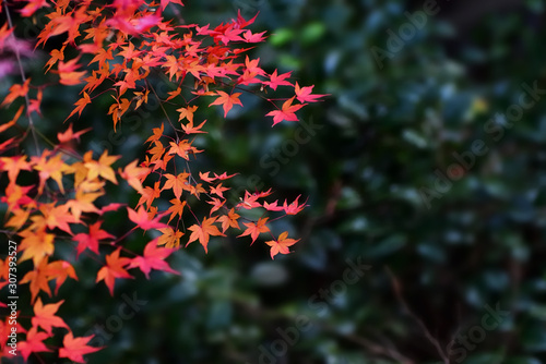 Japanese colorful red maple on leaves green background  selective focus