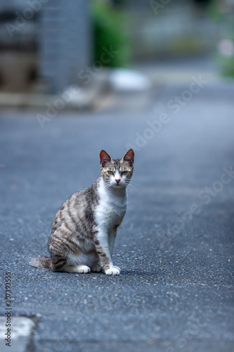 ねこ
