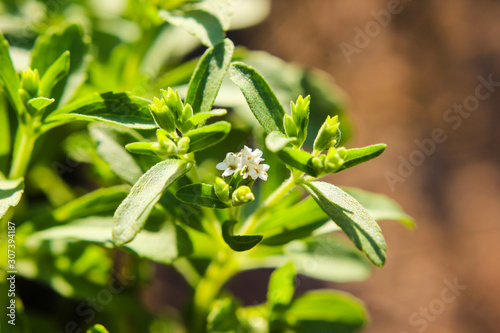 close up of Stevia Rebaudiana plant in the garden
