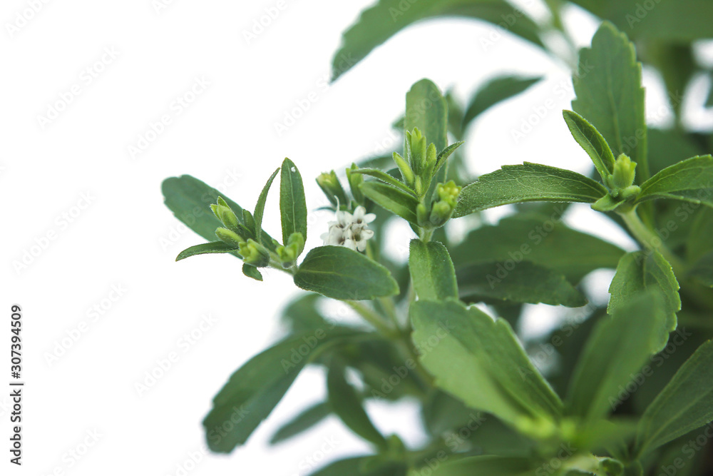 Stevia Rebaudiana plant isolated on white background Stevia Rebaudiana plant isolated on white background