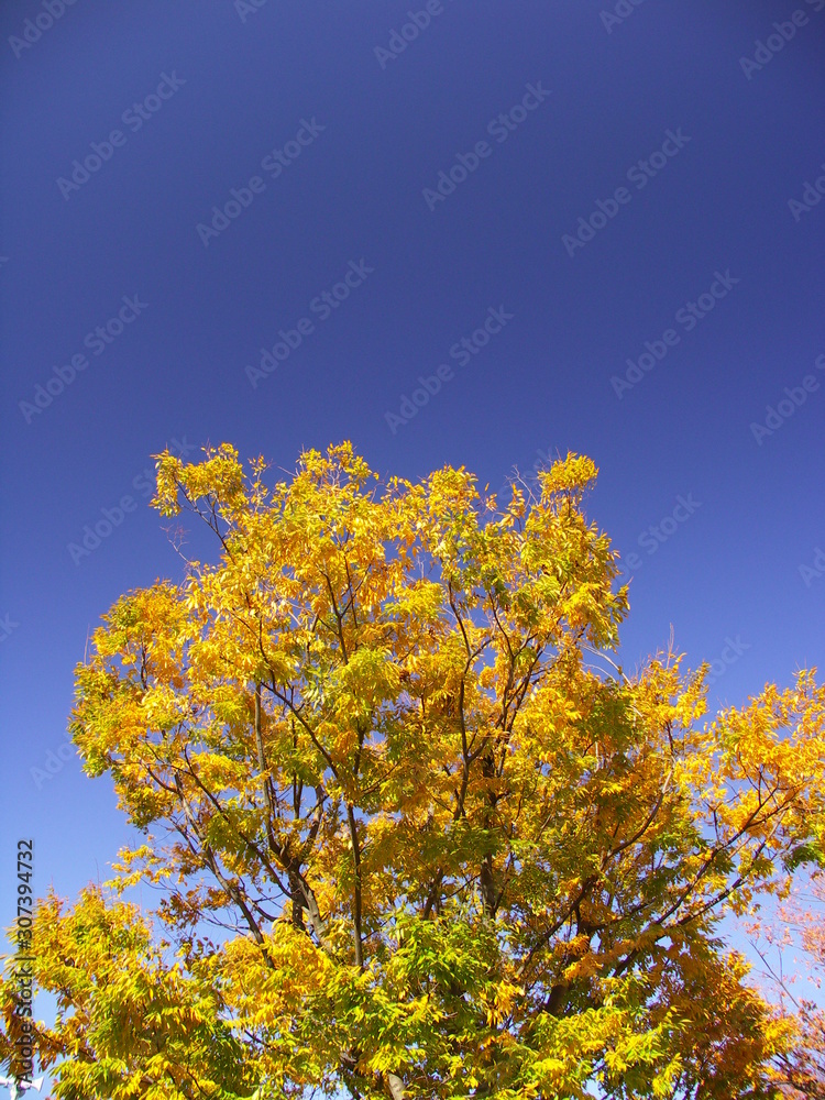 Fototapeta premium 黄葉の大木の欅と青空