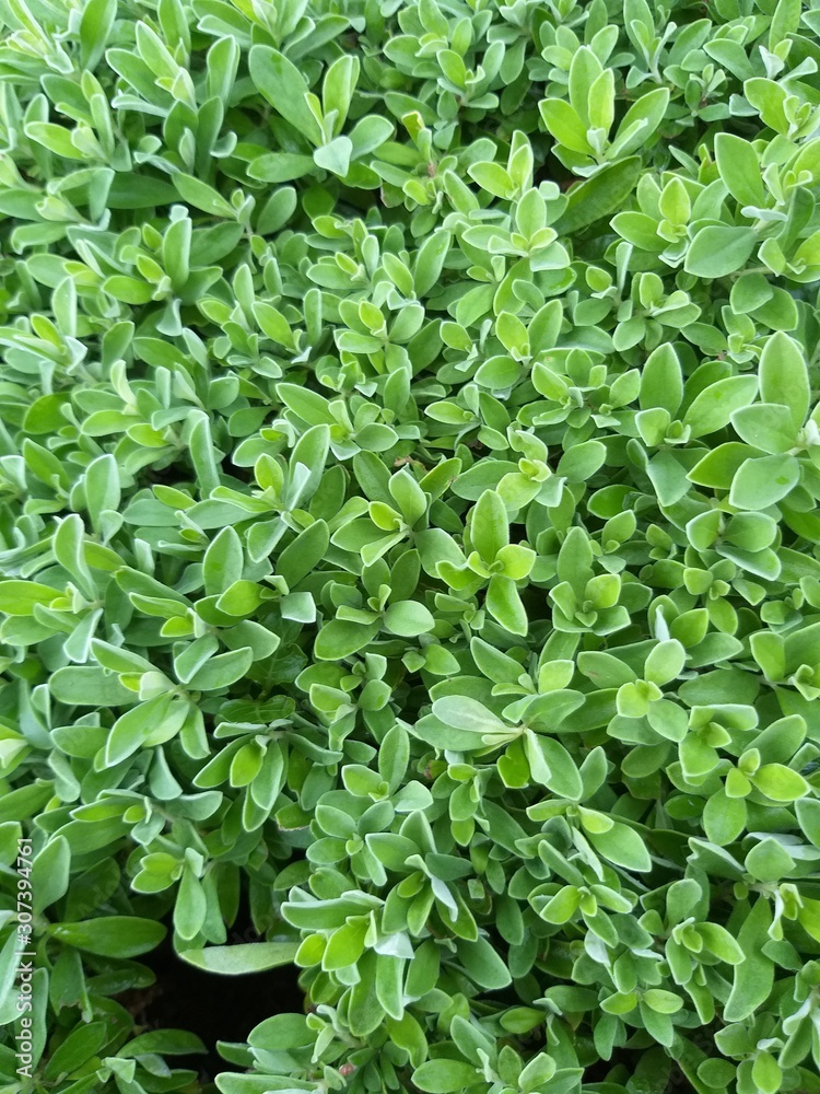 Fototapeta premium green plant 