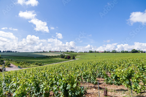 Closeup panoramic shot rows summer vineyard scenic landscape  plantation  beautiful wine grape branches  sun  sky  limestone land. Concept autumn grapes harvest  nature agriculture background