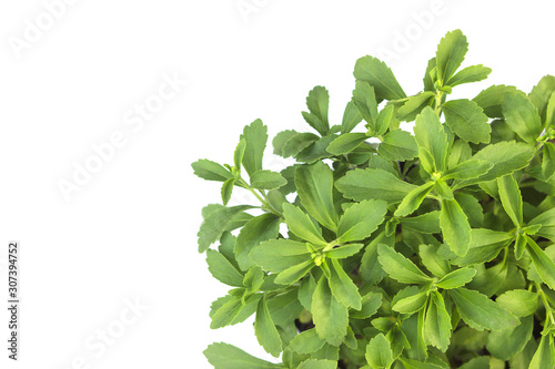 Stevia Rebaudiana plant isolated on white background