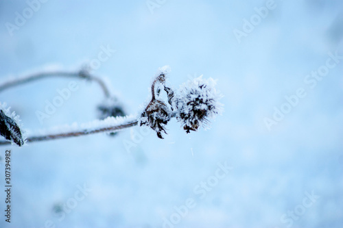 Frozen wilted  flower