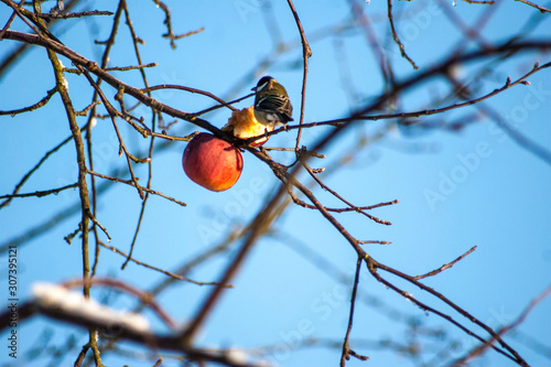 Small titmouse eating frozen apple