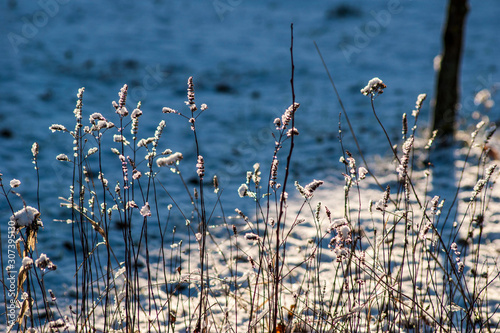 Frozen dry grass