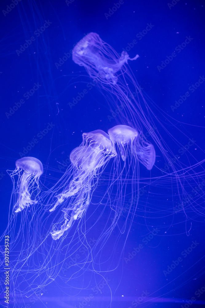 Jelly fish swimming in an aquarium