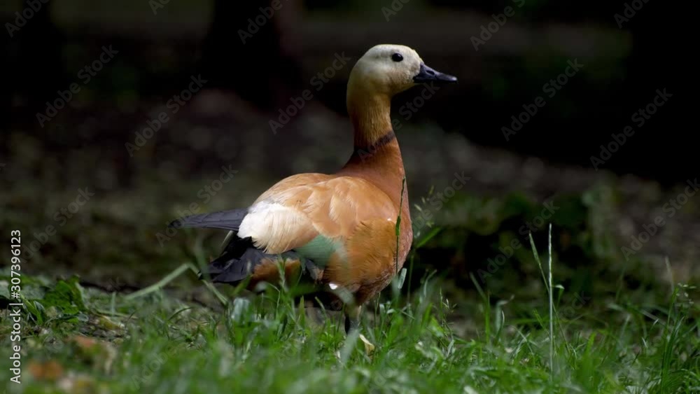 Shelduck drake in nature. Orange duck looking around. Tadorna ferruginea. Shelduck drake in nature. Orange duck looking around. Tadorna ferruginea.