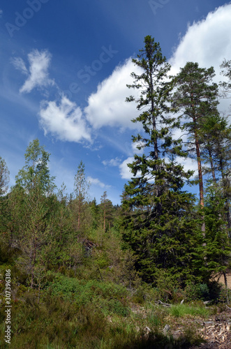 Forest on a summer day in Central Norway