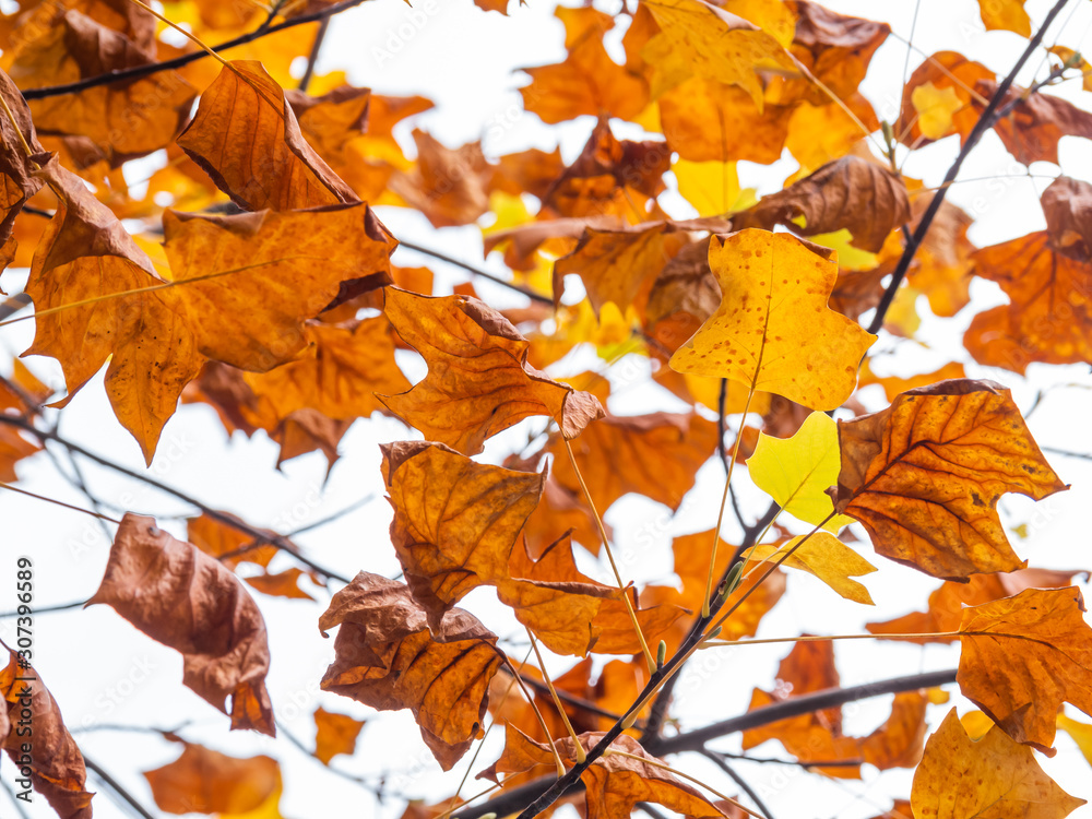 Beautiful autumn leaves in Japan Beautiful autumn leaves in Japan