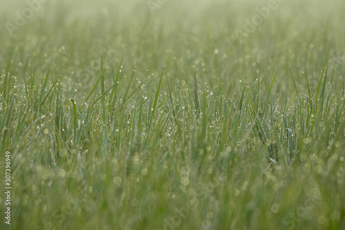 Wheat field in early morning
