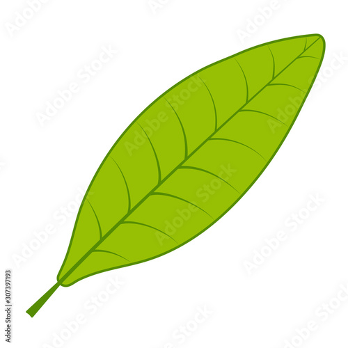Tea green leaf vector tea tree leaf on white background