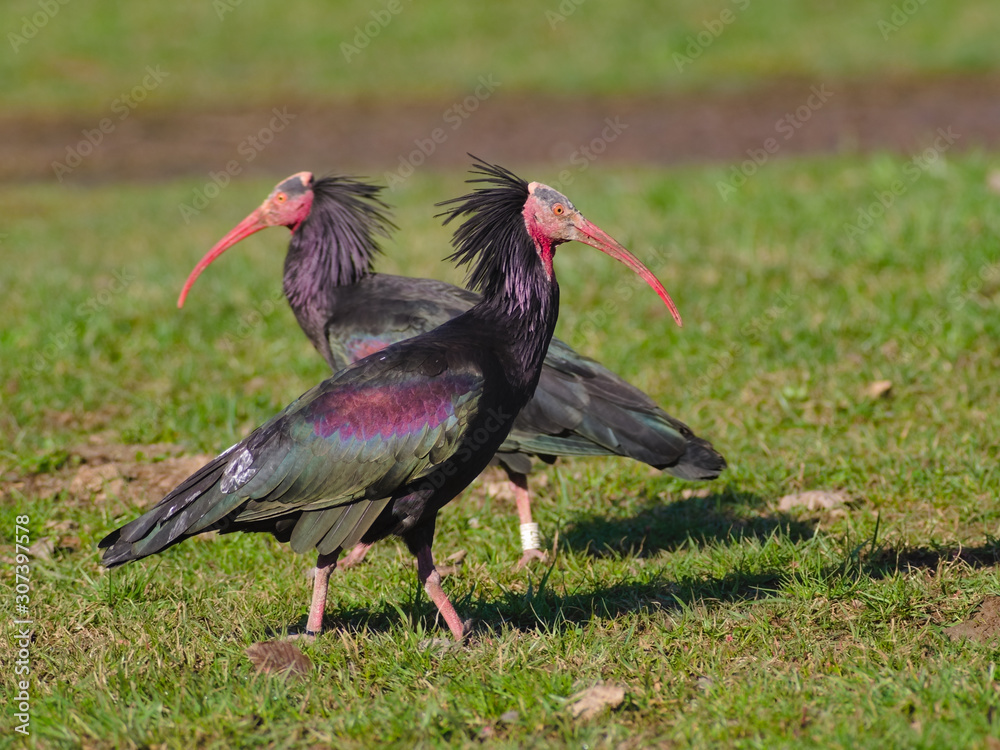 Obraz premium Couple of northern bald ibis, hermit ibis, or waldrapp (Geronticus eremita) bred in a wildlife recovery center