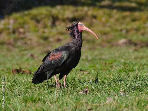 The northern bald ibis  hermit ibis  or waldrapp  Geronticus eremita  bred in a wildlife recovery center