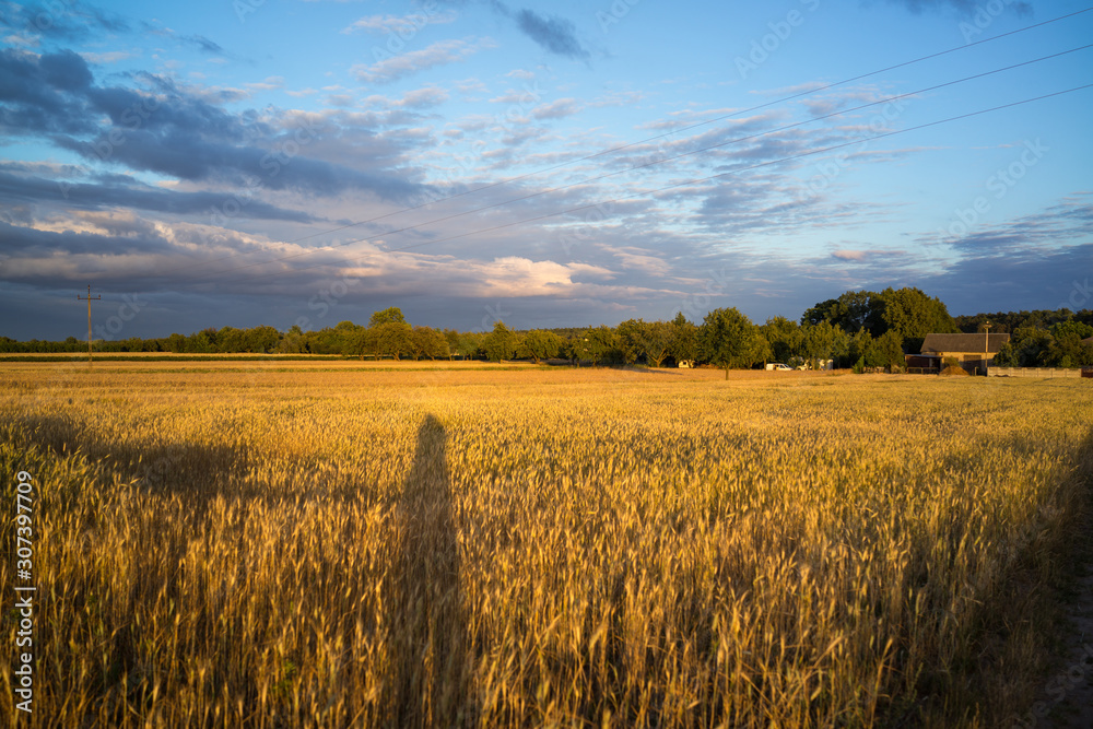 grain fields near Lipce Reymontowskie, Poland
