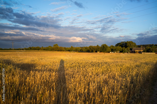 grain fields near Lipce Reymontowskie  Poland