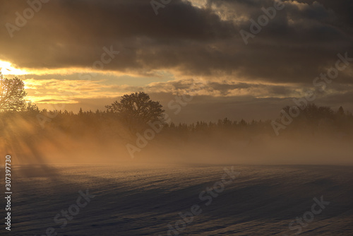 Beautiful rays through the frosty morning oak-trees,winter sunrise view at Krimulda,Latvia