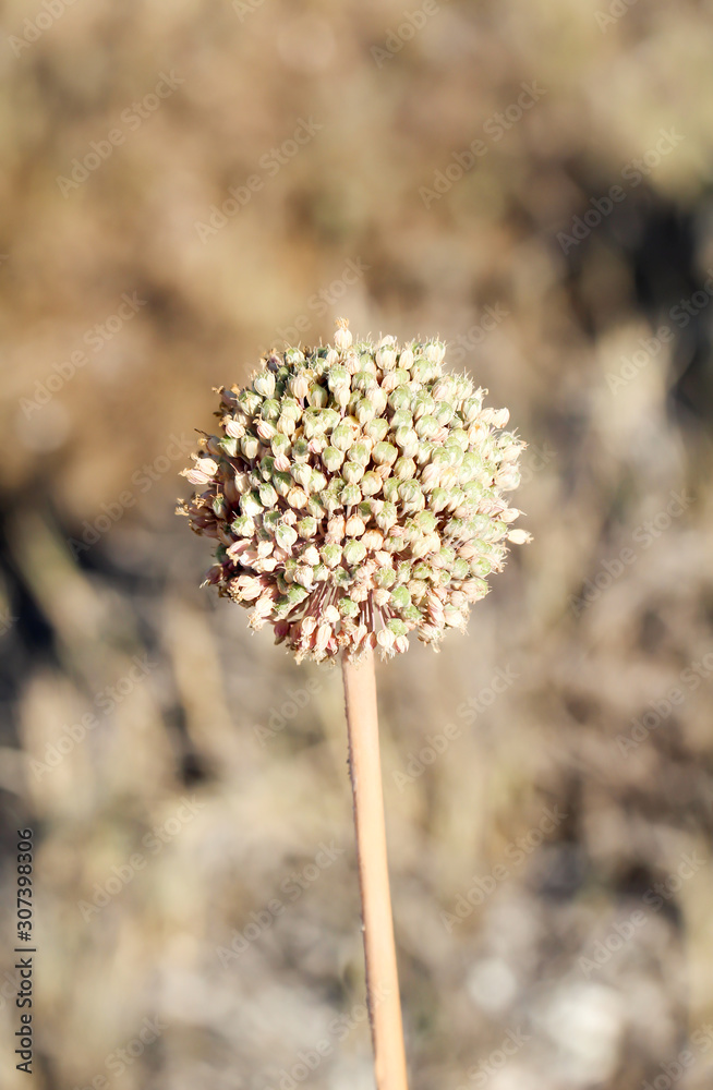 Die Blüte einer Pflanze in einer sehr trockenen Region Die Blüte einer Pflanze in einer sehr trockenen Region