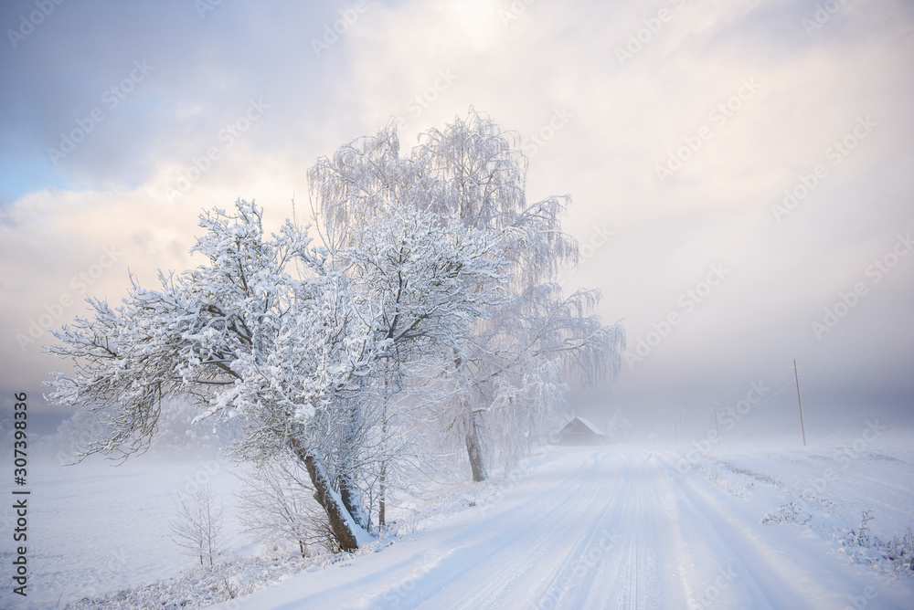 Obraz premium Winter landscape, rural road and white trees covered with snow at Krimulda,Latvia