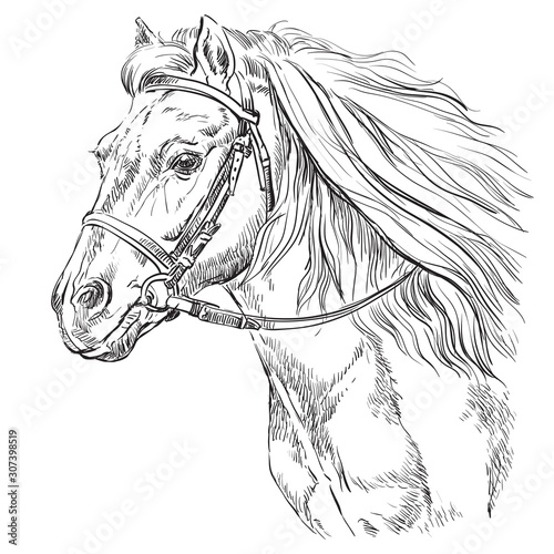 Horse portrait vector 21