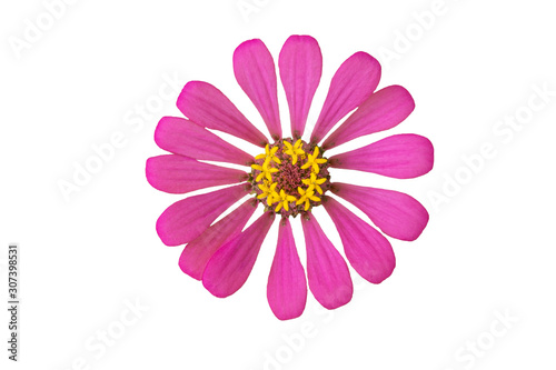 Closeup of pink flowers with petals on isolate background.