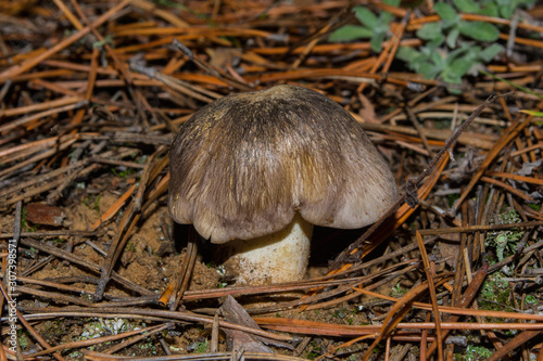 Tricholoma portentosum mushroom. The mushroom Tricholoma grow in the autumn pine forest. Selective focus, shallow depth of field. photo