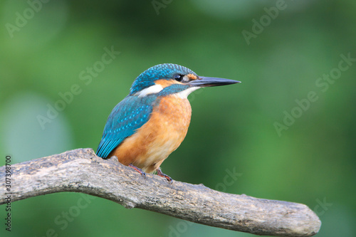 Kingfisher © albertomajorana