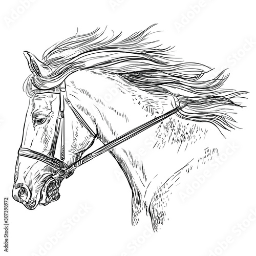 Horse portrait vector 30
