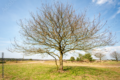 View over Nationaal Park Veluwe Zoom near Rozendaal in The Netherlands, a national park.