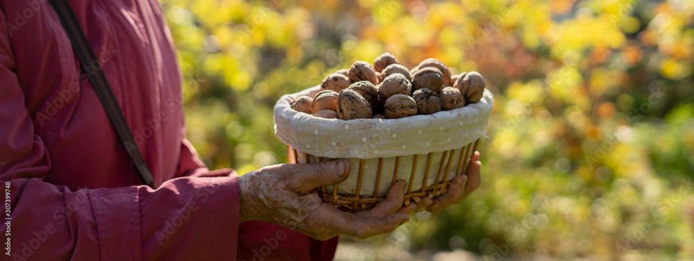 farmer hands holding a basket with raw nuts from the tree farmer hands holding a basket with raw nuts from the tree