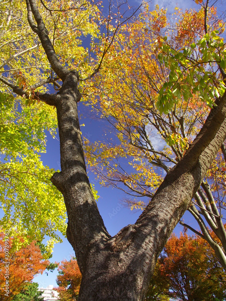 秋の公園の桜の木と欅と銀杏の木