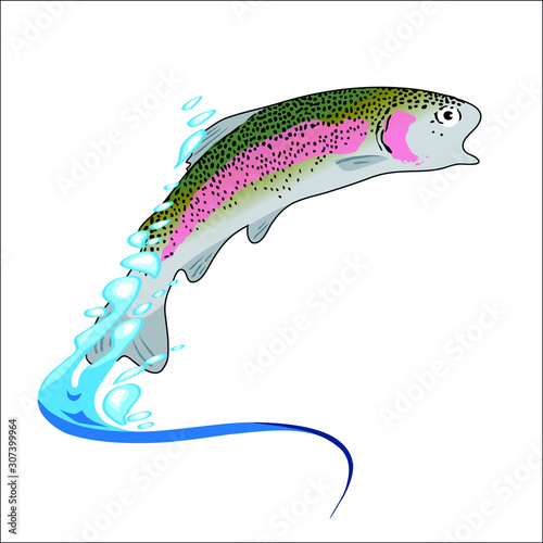 Illustration vectorielle couleur d’une truite arc en ciel sautant hors de l’eau.