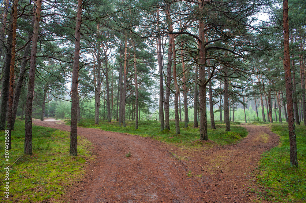 Beautiful pine forest on the Baltic sea seaside. Poland Beautiful pine forest on the Baltic sea seaside. Poland