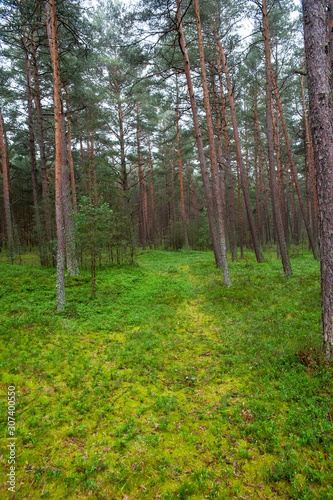 Beautiful pine forest on the Baltic sea seaside. Poland