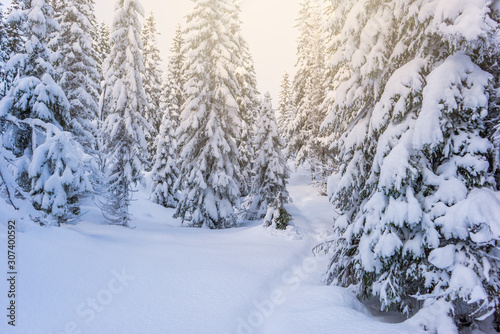 Beautiful winter landscape in Norwegian Lapland. Pine forest covered in snow. Sunshine over spruce trees. Pathway between fir trees. © Ida Haugaard Olsen