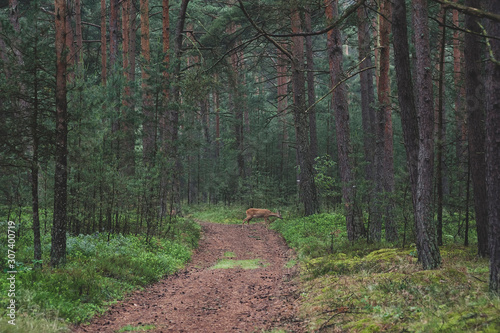 Beautiful deer roe in the pine forest. Baltic sea seaside, Poland. © diesirae