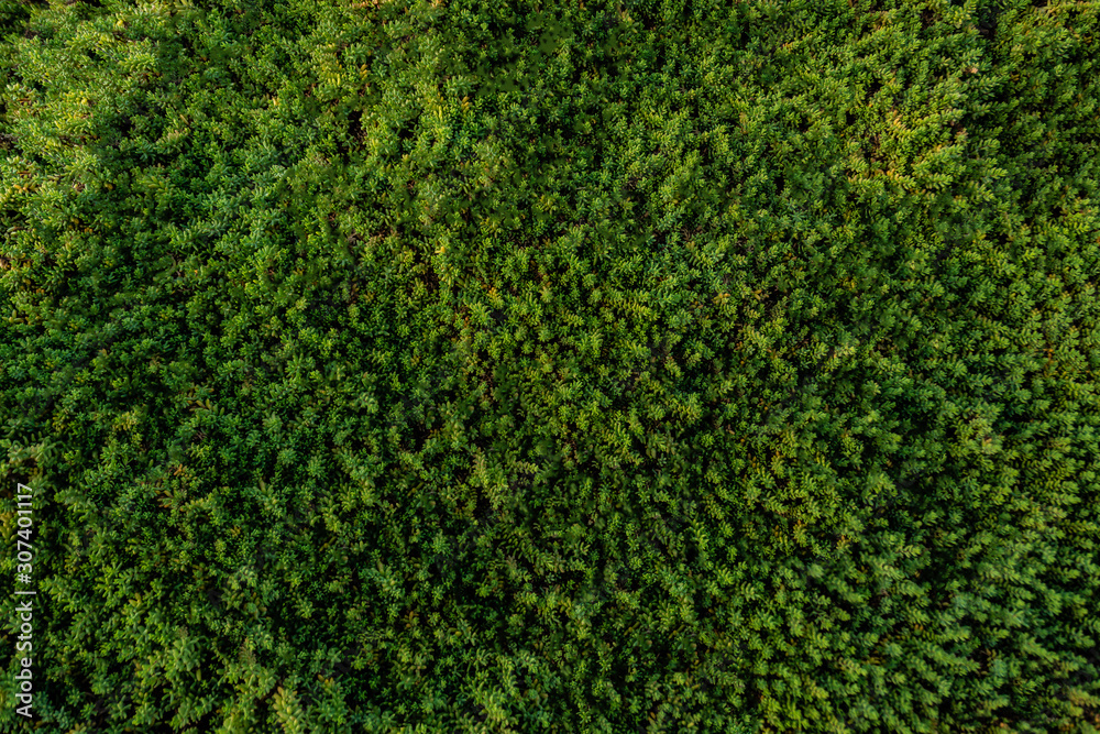 verde fresco textura planta musgo verde fresco textura planta musgo
