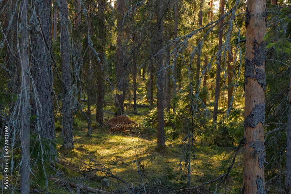 Spruce Tree Forest, Sunbeams through illuminating Moss Covered Forest canopy