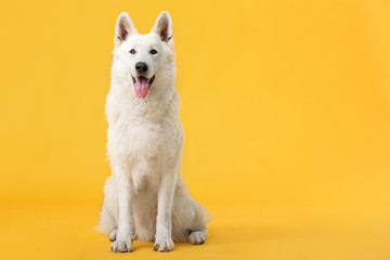 Cute funny dog on color background