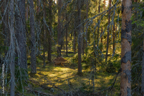 Spruce Tree Forest  Sunbeams through illuminating Moss Covered Forest canopy