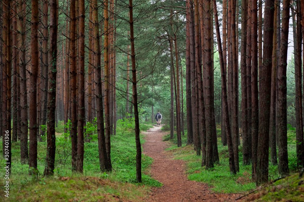 Couple hiking in the pine forest on the Baltic sea seaside. Poland